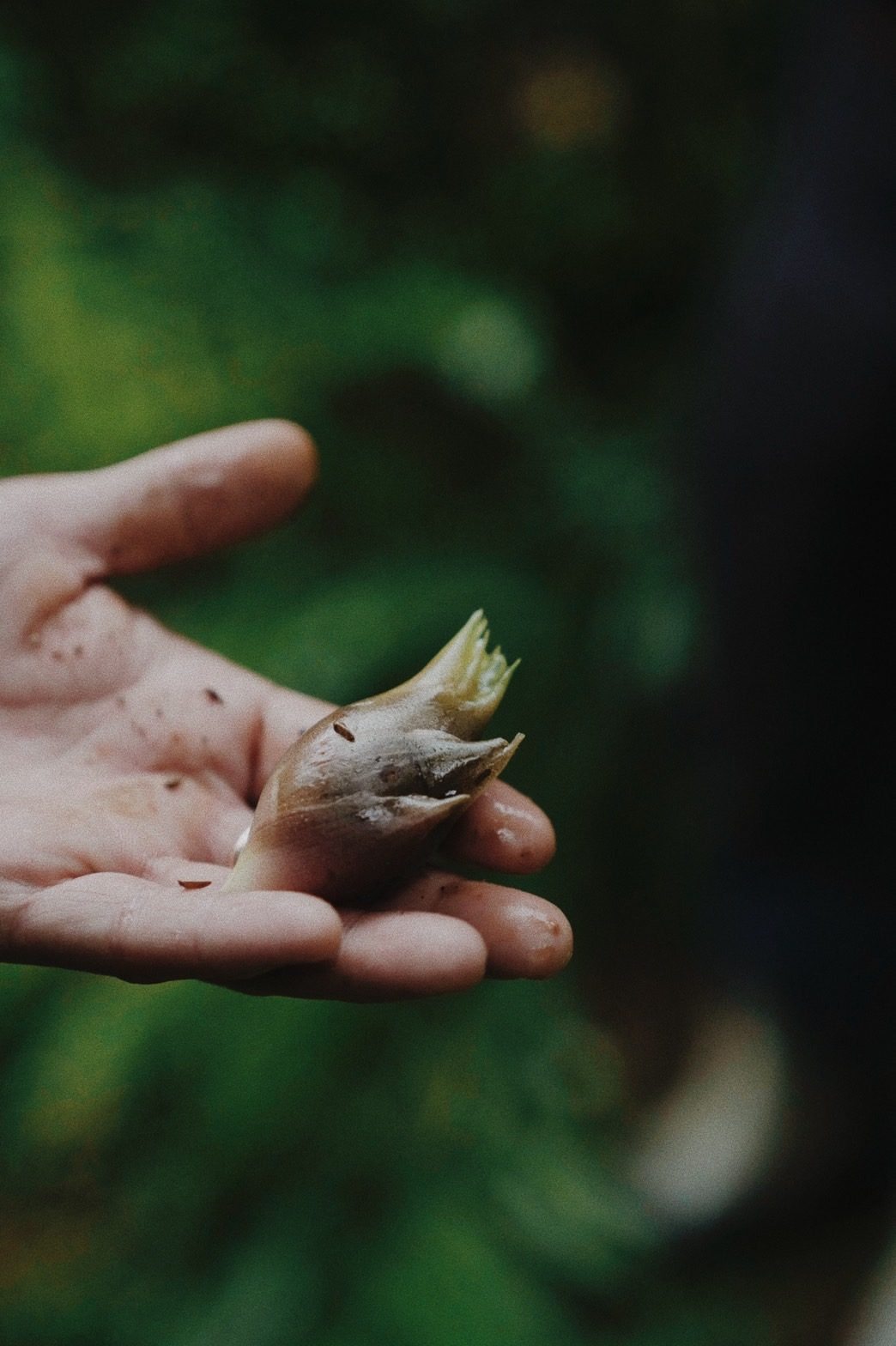 手中的幼苗 A seedling held in hands